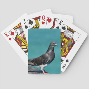 Jeu De Cartes Pigeon biset