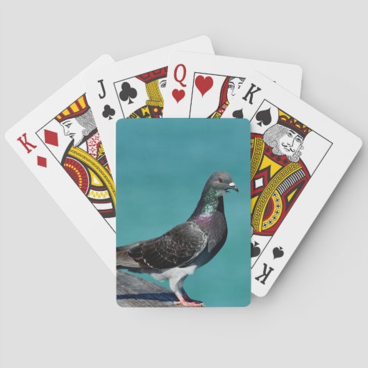 Jeu De Cartes Pigeon biset (dos)