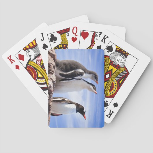 Jeu De Cartes Pingouins en Antarctique (dos)