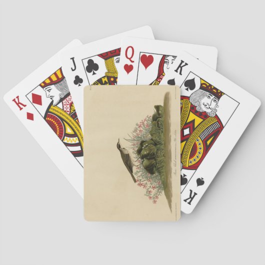 Jeu De Cartes Pipit (Prairie Titlark) Oiseaux d'Amérique d'Audub (dos)