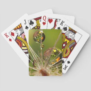 Jeu De Cartes Pissenlit et gouttelettes d'eau