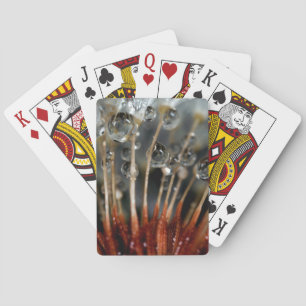 Jeu De Cartes Pissenlit et gouttes d'eau, CA