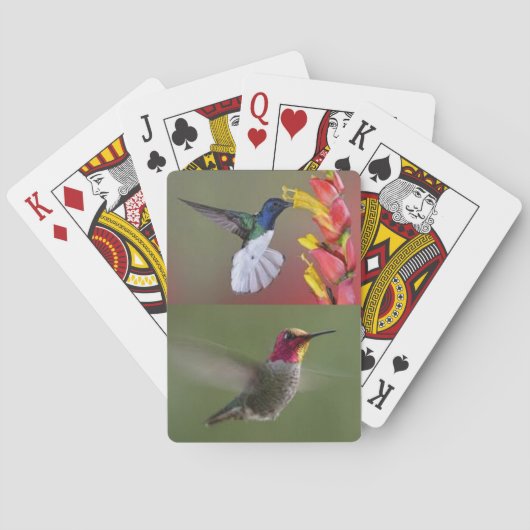 Jeu De Cartes Plate-forme de colibris des cartes (dos)