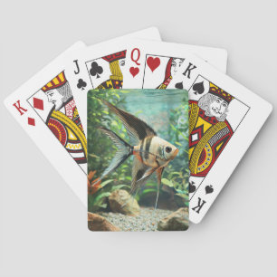 Jeu De Cartes Poisson ange nageant dans un aquarium d'eau douce