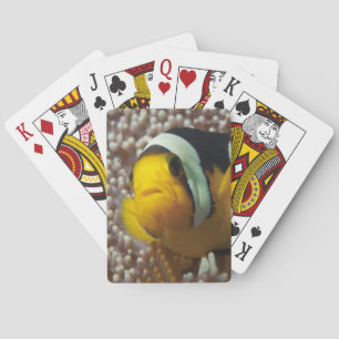 Jeu De Cartes Poisson-clown - Gros plan ! Tellement mignon - Nem