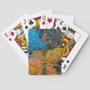 Jeu De Cartes Poisson parmi récif corallien
