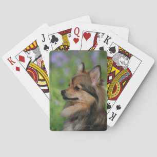 Jeu De Cartes Pomeranian Headshot Sitting