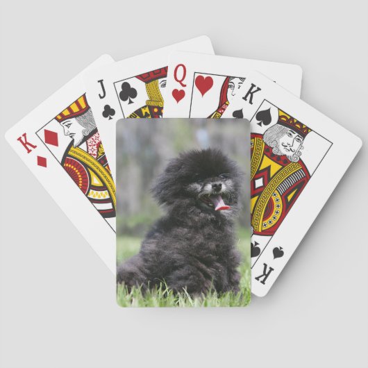 Jeu De Cartes Pomeranian supérieur noir (dos)