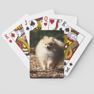 Jeu De Cartes Pomeranian trottant dans le feuille tombé
