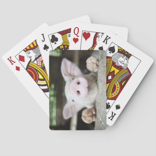 Jeu De Cartes Porc de bébé dans le stylo, porcelet (dos)