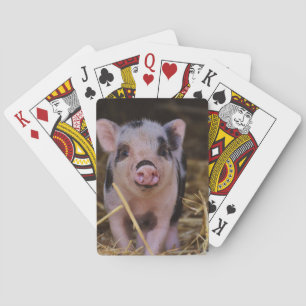 Jeu De Cartes Porc mignon doux