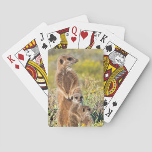 Jeu De Cartes Portrait de famille de suricates