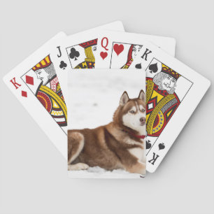 Jeu De Cartes Portrait de Husky Sibérien