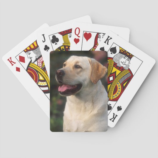 Jeu De Cartes Portrait De Labrador Retriever, Hilton (dos)