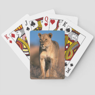 Jeu De Cartes Portrait De Lionne (Panthera Leo)