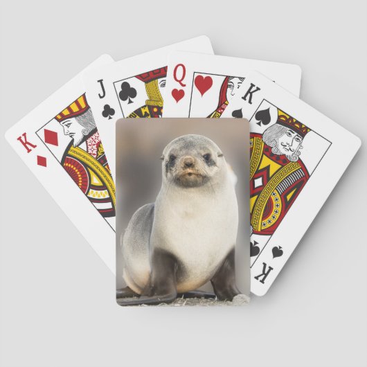 Jeu De Cartes Portrait de Seal Pup sur la plage (dos)