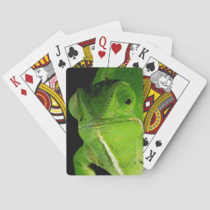 Jeu De Cartes Portrait Du Chameleon À Cou-Volant
