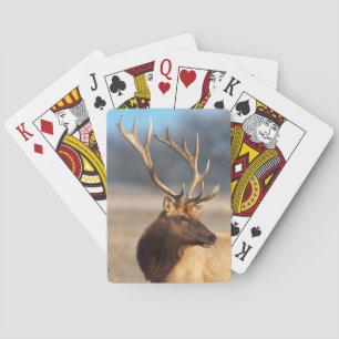 Jeu De Cartes Portrait d'un élan mâle superbe