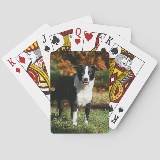 Jeu De Cartes Position d'automne de border collie (dos)
