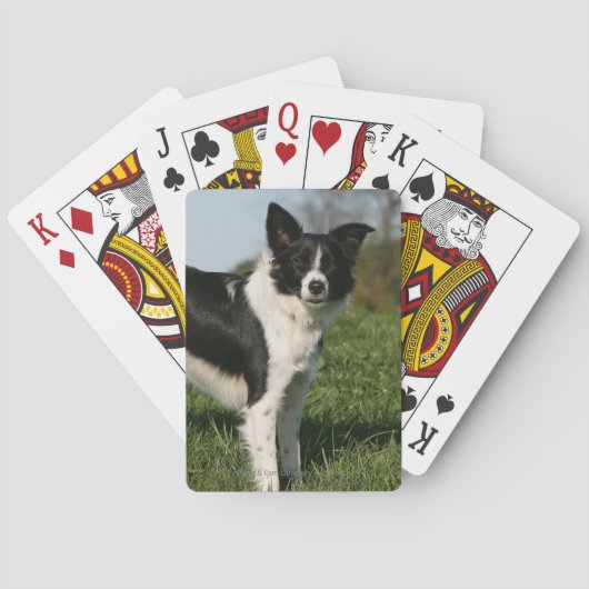Jeu De Cartes Position de border collie (dos)