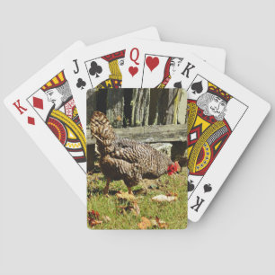 Jeu De Cartes Poule noir et blanc près de la clôture