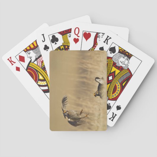 Jeu De Cartes Poulets de prairie mâles à poitrine dans le comté (dos)