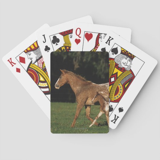 Jeu De Cartes Pouliche et poulain Appaloosa (dos)