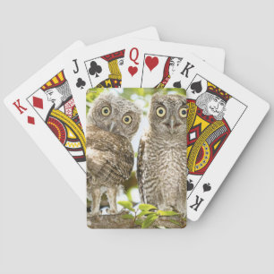 Jeu De Cartes Poussins 2 de hiboux de cri strident