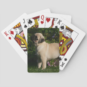 Jeu De Cartes Profil de Pug Fauve