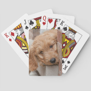 Jeu De Cartes Puppy Pékin