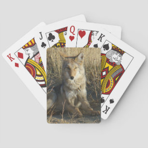 Jeu De Cartes R15 Coyote Laying