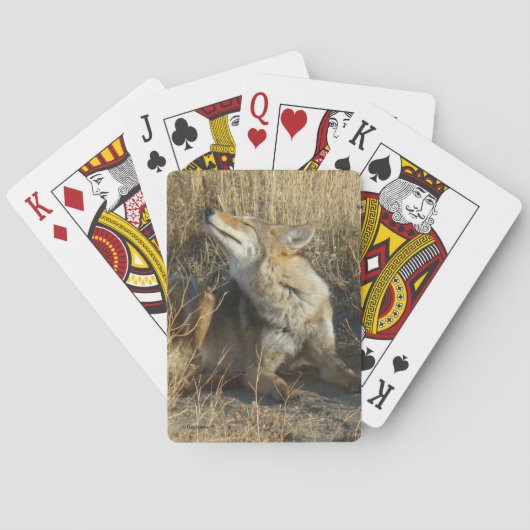 Jeu De Cartes R17 Coyote se grattant (dos)
