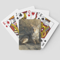 R19 Coyote Couché