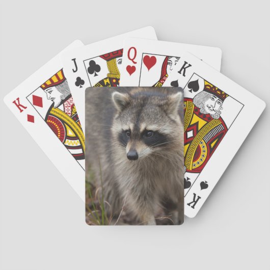 Jeu De Cartes Raccoon, Lotor Procyon, Floride (dos)