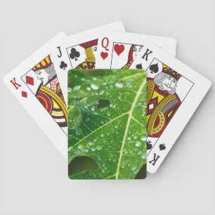 Jeu De Cartes Rain Drops on Green Papaya Leaf