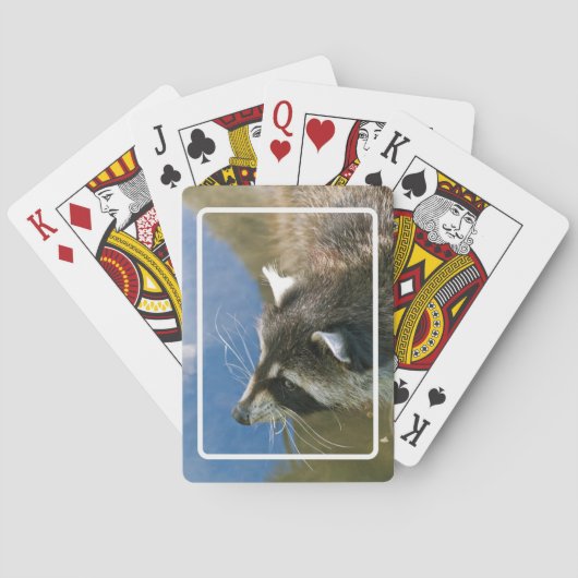 Jeu De Cartes Raton laveur (dos)