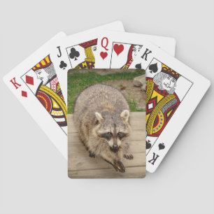 Jeu De Cartes Raton laveur avec une puce