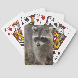 Jeu De Cartes Raton laveur, Procyon lotor, Floride