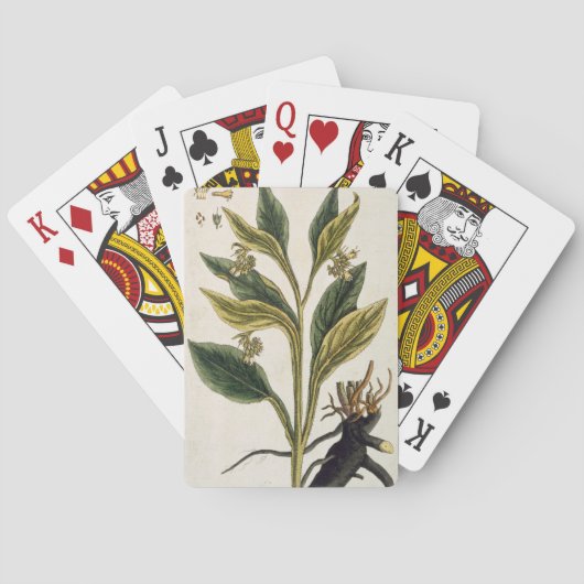 Jeu De Cartes Red Chili (gravure couleur) (dos)