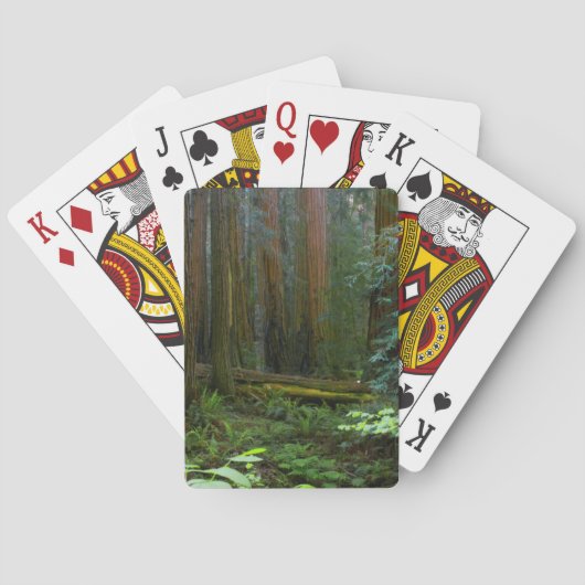 Jeu De Cartes Redwoods Dans Le Parc National De Muir Woods (dos)