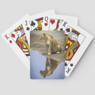 Jeu De Cartes Réflexion d'une Lioness Playing Cards