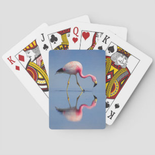 Jeu De Cartes réflexion flamingo