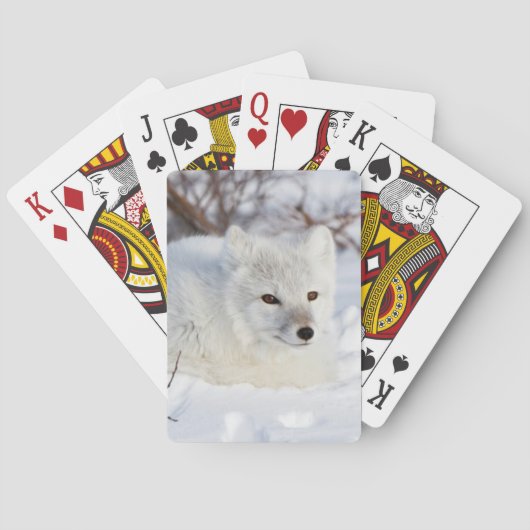 Jeu De Cartes Renard arctique en hiver (dos)
