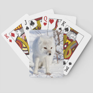 Jeu De Cartes Renard arctique, zone de gestion de la faune de Ch