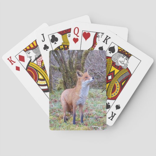 Jeu De Cartes Renard rouge levant les yeux (dos)