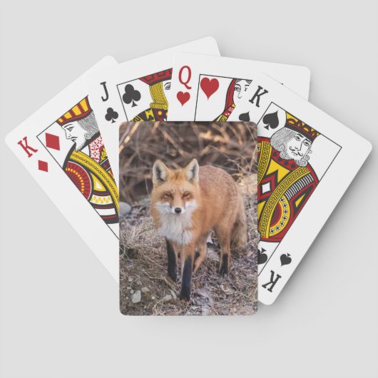 Jeu De Cartes Renard rouge rapproché et personnel (dos)