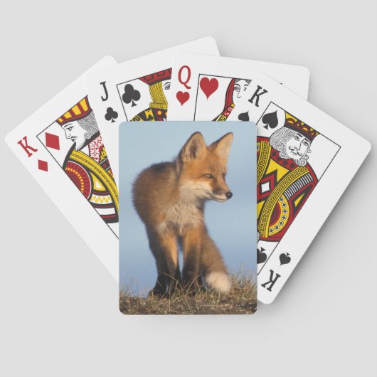 Jeu De Cartes renard roux, Vulpes vulpes (dos)