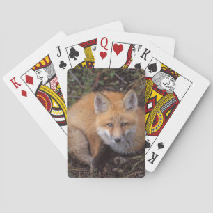 Jeu De Cartes renard roux, Vulpes vulpes, en couleurs d'automne
