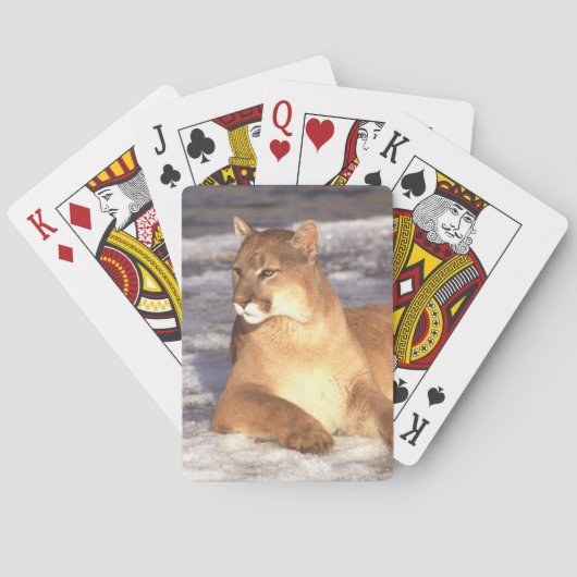 Jeu De Cartes Repos Cougar (dos)