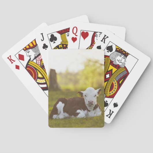 Jeu De Cartes Repos de veau (dos)